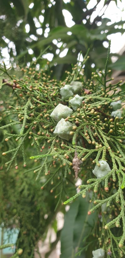 A close-up, detailed shot captures the intricate beauty of cypress tree foliage. Delicate green needles, characteristic of the conifer family, form dense branches, interspersed with numerous tiny, reddish-brown buds. Several small, pale green, cone-like structures, likely immature cypress cones, are scattered amongst the branches, adding a unique texture to the scene. The background is a soft blur of green leaves and diffused light, creating a sense of depth and highlighting the sharp focus on the cypress branches. The image was taken in Rooppur, Bangladesh.