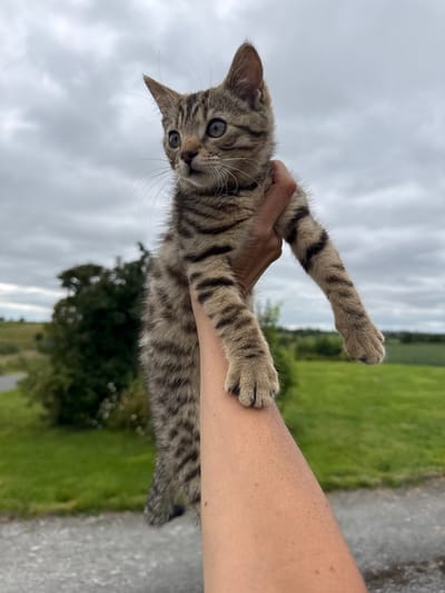 A grey tabby kitten is held aloft in a human hand against a cloudy sky. The kitten's fur is striped with black and brown. Its large, round eyes are wide and looking to the left. The kitten's front left paw is extended, with its claws retracted. The hand holding the kitten is positioned in the lower right portion of the frame. In the background, a blurry landscape of green fields, trees, and a road is visible. The scene appears to be set in an outdoor, rural environment, possibly Gurteenlahard, Ireland, given the characteristic rolling green hills. The overall impression is one of a pet being showcased outdoors on a cloudy day.