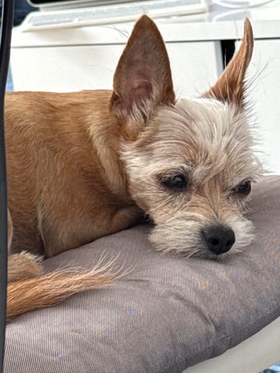 A small, tan and white terrier mix dog rests its head on a striped cushion. The dog has large, pointed ears, dark eyes, and a black nose. Its fur is somewhat shaggy, with lighter colored fur around its muzzle and ears. The background shows a white surface, possibly a desk or cabinet, and a black object which might be the leg of a chair. The scene appears to be indoors, in a domestic setting, possibly in Barvikha, Russia.