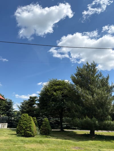 This is a landscape photograph taken on a sunny day in Strzyżowice, Poland. The scene depicts a clear blue sky with scattered white cumulus clouds. The camera is angled upwards, capturing a portion of the sky and a line of trees along the right side of the frame.
The trees are a mix of coniferous and deciduous types, with a large, mature pine tree dominating the upper right quadrant. The ground is covered in neatly mown green grass. A narrow, light-colored path can be seen winding through the trees. A dark electrical wire runs vertically through the left side of the image. The sun is high in the sky, suggesting it is midday. There is no text visible in the image. The overall impression is one of a peaceful, well-maintained outdoor setting.