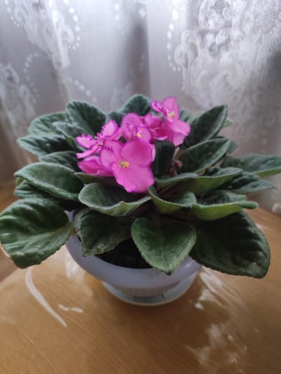 A potted African violet plant with vibrant pink flowers sits on a glossy wooden table. The plant has dark green, fuzzy leaves and is housed in a light blue pot with a matching saucer. Behind the plant, a sheer, patterned curtain is visible. The image appears to be an indoor photograph, taken at eye level. There are no people or animals present in the scene. The lighting suggests an indoor setting, possibly near a window. The overall impression is one of a well-cared-for houseplant. The city of Тюмерево, Russia, is not depicted in the image.