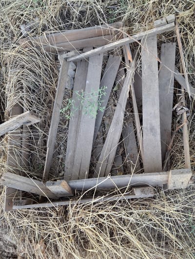 The image shows a damaged wooden pallet lying on dry grass in an outdoor environment. The pallet is made of weathered wooden planks and appears to be broken in several places, with some pieces askew. A small green plant is growing through the broken slats of the pallet. The surrounding area is covered with dry, straw-like vegetation. The scene suggests neglect or abandonment of the pallet. The location in Ko`kdala, Uzbekistan is an outdoor area consistent with a rural or semi-rural setting where such discarded items might be found. There are no people visible in the image.