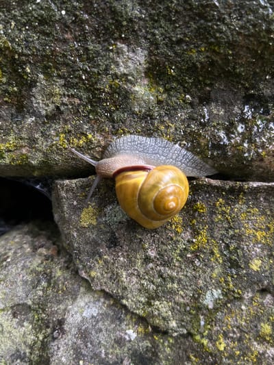 A close-up, high-angle photograph captures a vibrant yellow-shelled snail slowly navigating a damp, moss-covered stone surface. The snail, positioned prominently in the middle-right of the frame, features a distinct golden-yellow spiral shell and a pale, translucent gray body. Its two optical tentacles are extended, guiding its path.

The snail is actively moving towards a deep, vertical crevice situated between two large, rough-hewn stones. The stone surfaces are uneven and textured, heavily adorned with patches of vibrant green moss and bright yellow lichen. Numerous glistening water droplets cover the moss and stone, indicating recent rain or a very humid environment. The left side of the image shows particularly wet areas with noticeable water streaks.

The dark crevice beneath the snail suggests a hidden space, with faint spiderwebs visible within its depths. The scene portrays a tranquil moment of natural activity in a moist, earthy setting. The visible textures of the stone, moss, and snail's shell, combined with the wetness, suggest an outdoor location in Landau in der Pfalz, Germany, such as a garden, a forest, or an ancient stone structure. No visible text is present.