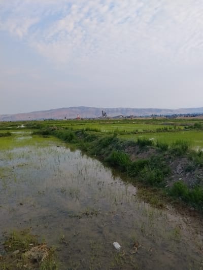 A wide shot captures a rural landscape under a pale sky with scattered white clouds. In the foreground, a flooded field dominates, reflecting the overcast sky and the surrounding green vegetation. The water appears murky with visible submerged plant life and scattered debris, including a white plastic bag and a brown object resembling a leaf or bird.

A narrow, overgrown dirt path runs along the right edge of the field, separating it from a higher bank covered in dense green bushes and grass. Further into the field, the water recedes, revealing more vibrant green crops.

In the mid-ground, a line of lush green vegetation forms a natural barrier. Beyond this, a broader expanse of cultivated land stretches towards a distant mountain range. Several industrial structures, including silos and a processing plant, are visible in the middle distance, suggesting an industrial or agricultural processing area. Small buildings, possibly a mosque with a dome and a minaret, are situated near the industrial complex. A single dark bird is captured in flight over the fields.

The background is defined by a range of barren, brown mountains under a hazy, pale sky. The overall impression is one of a rural area with agricultural activity and nearby industrial development, possibly located on the outskirts of Suzak, Kyrgyzstan, given the landscape and the presence of the mountains. The scene is devoid of any people or overt human interaction.