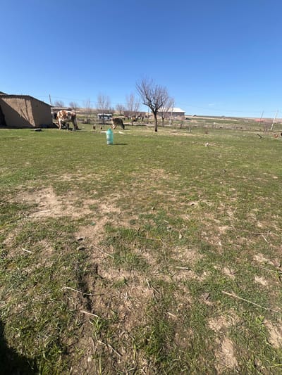 The scene depicts a rural outdoor environment in Qoraobdol QFY, Uzbekistan, under a clear, bright blue sky. The foreground consists of an uneven, partially vegetated ground surface with patches of sparse green grass and exposed dry earth. In the midground, to the left, stands a single-story structure constructed from earth or mud bricks. Immediately to its right, a brown and white cow is visible, grazing on the sparse vegetation. Further right and slightly behind the cow, a light brown equine animal, possibly a horse or donkey, also grazes. Several chickens are scattered near the center of the frame. A large, clear plastic bottle with a blue cap stands upright on the grass in the central midground. Several leafless deciduous trees are distributed across the midground and background, with one prominent tree in the center-right. In the background, power lines are strung across utility poles. Distant residential structures, including a two-story light-colored building, are visible. The far background shows undeveloped, slightly hilly terrain extending to the horizon. No human figures are present. The overall impression is a quiet, sunny day on a rural homestead.
