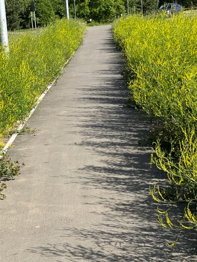The image depicts a paved pathway lined with tall, vibrant yellow wildflowers and green foliage on both sides. The path is an asphalt surface with visible shadows cast by overhead foliage, suggesting it is a sunny day. The path leads away from the viewer into the distance, curving slightly to the right. In the background, trees and a glimpse of a car on a road are visible. The scene appears to be an outdoor public space, likely a park or a walking trail within the city of Dubrovitsy, Russia. There are no people or explicit actions depicted in the image. The environment is natural with some man-made elements like the path and utility poles.