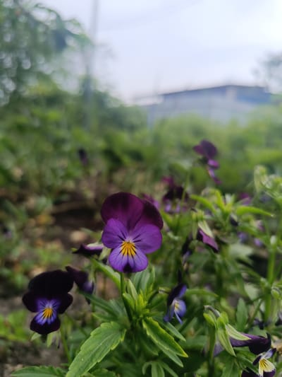A close-up, eye-level shot captures a cluster of pansies with dark purple and violet petals, some featuring yellow markings, growing in soft soil. The foreground is dominated by these flowers and their green foliage, with some blooms in sharp focus and others softly blurred. In the background, a layer of unfocused greenery suggests a garden or natural setting, with a pale, overcast sky and the indistinct outline of a building and utility pole visible in the distance. The scene appears to be outdoors, in Ostrogorka, Russia.