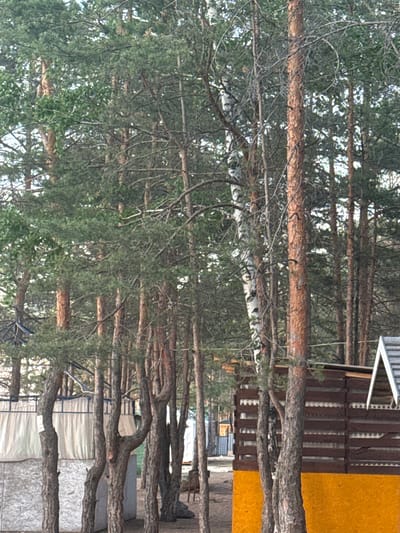 The image displays a dense wooded area, likely a pine forest, in Zerendi, Kazakhstan, interspersed with various human-made structures. The scene is dominated by numerous trees, primarily pine trees with prominent reddish-brown bark and dark green needles, filling most of the frame. Some of the tree trunks are straight and tall, while others exhibit more gnarled, bent, or branching forms closer to the ground. A few trees with lighter, possibly birch, bark are also visible among the pines.
In the upper right section of the image, part of a building is visible, characterized by a dark brown, fence-like structure and a bright yellow wall. A white, angular feature, possibly a roofline or awning, extends from this building. Further into the mid-ground and lower right, several temporary shelters or tents are discernible. These structures appear to be constructed from light-colored fabric or canvas, supported by metal frames, and are positioned alongside a gray, textured wall, possibly made of plywood. Additional indistinct structures can be faintly seen in the deeper background.
The lighting suggests it is daytime, with diffuse light filtering through the tree canopy, indicating either an overcast sky or soft, dappled sunlight. There are no people visible, and no specific activities are taking place, portraying a quiet landscape where natural elements and human development coexist. No visible text is present in the image.