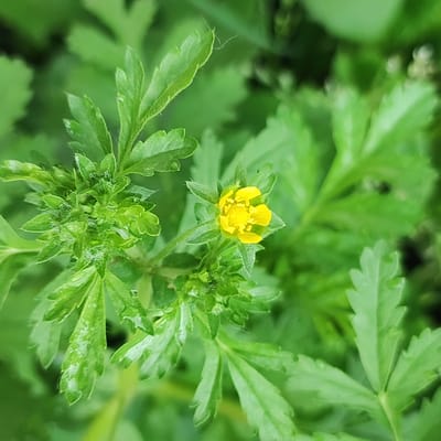 This is a close-up, top-down, outdoor photograph of a small, yellow flower blooming amidst lush green foliage. The flower has five petals and a yellow center with visible stamens. The surrounding leaves are deeply lobed and appear wet, with small water droplets visible on their surfaces. The background is a soft, blurred green, indicating a natural environment. There are no people or man-made objects present in the image. The scene is located in Krutinka, Russia.