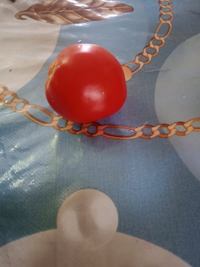 A ripe red tomato rests on a blue patterned tablecloth with a gold chain design. The tomato is positioned in the upper center of the frame. In the lower portion of the image, a blurred, light-colored oval shape is visible. The tablecloth features a large, abstract, cream-colored circular pattern. The overall scene is an indoor still life. The location in the city of Koçkor-Ata, Kyrgyzstan is not determinable from the visual information provided in the image.