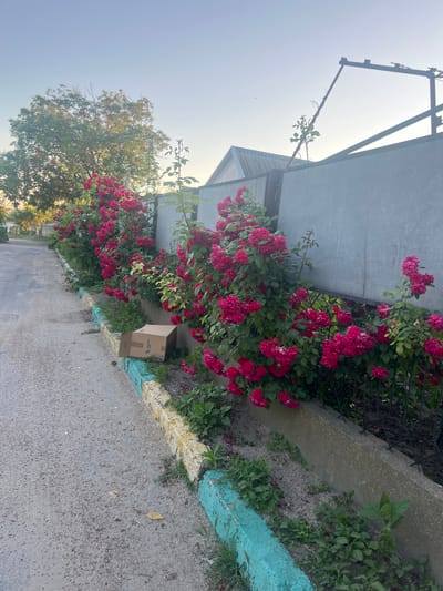 The image depicts a street scene in Dubăsari town council, Moldova, on a clear day with soft, early morning or late evening light. A row of vibrant pink roses grows along a grey concrete fence that runs parallel to a paved road. The roses are in full bloom, creating a lush, colorful border. To the left of the roses, a concrete curb, painted with bands of yellow and turquoise, separates the road from the flowerbed. A small, brown cardboard box sits on the curb near the roses. In the background, trees and a building with a corrugated roof are visible. The overall impression is one of a quiet, well-maintained residential area with a touch of natural beauty.