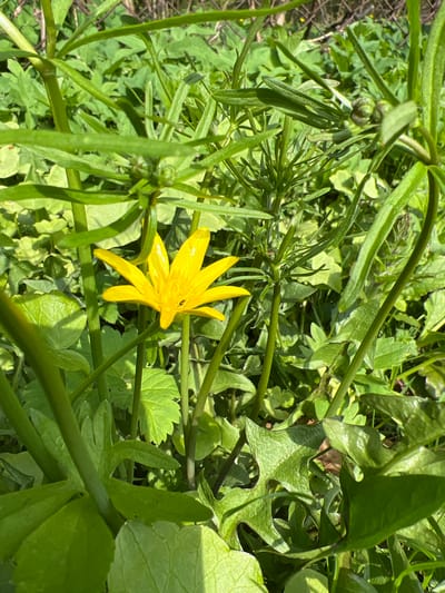 The image shows a close-up view of a Lesser Celandine (Ficaria verna) flower amidst dense green foliage. The flower is bright yellow with multiple petals radiating from the center. The surrounding vegetation consists of various green plants with different leaf shapes, some with rounded lobes and others more linear. The scene appears to be in a natural outdoor setting, possibly a garden or meadow. The location is Ильинская Поляна Снт, Russia. There are no people or explicit actions visible.