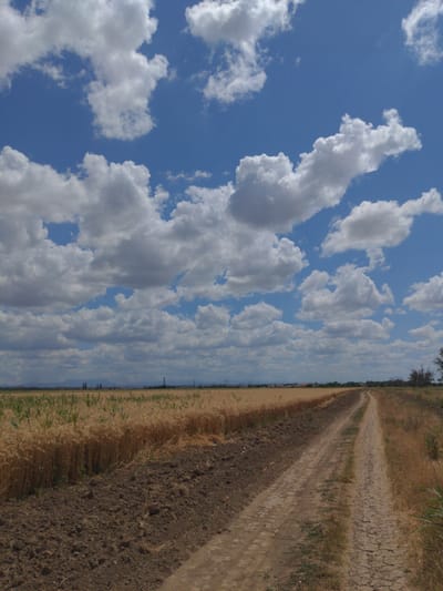 A dirt road winds through a field of ripe wheat under a blue sky filled with fluffy white clouds. The wheat, golden brown and tall, borders the left side of the road, with a strip of tilled brown earth separating it from the path. The right side of the road is lined with dry, sparse grass. In the distance, a flat horizon is punctuated by scattered trees, industrial structures, and faint outlines of hills. The scene depicts a rural landscape, likely in a cultivated agricultural area.