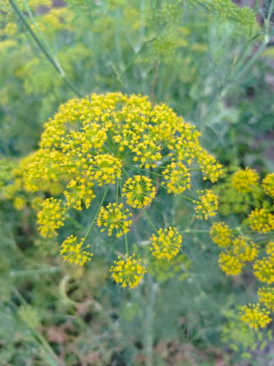 A close-up, slightly blurry image shows a cluster of bright yellow dill flowers in the foreground. The flowers are arranged in an umbrella-like shape, with many small florets radiating from a central point. The background is a soft green blur of dill foliage and possibly other plants. The lighting is natural and appears to be daylight. There are no people or animals visible in the image. The image was taken in the city of Shu, Kazakhstan, though this information is not visually evident from the photograph itself.
