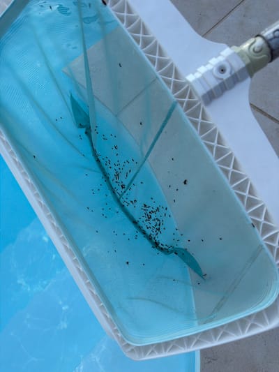 A pool skimmer net, filled with numerous small, dark insects, is held above the surface of a blue swimming pool. The skimmer is made of a white plastic frame and a blue mesh net. The insects appear to be dead or trapped in the mesh. The scene suggests a routine pool cleaning or an issue with insects around the pool area. The provided context does not specify a location in the city of Rives, France.
