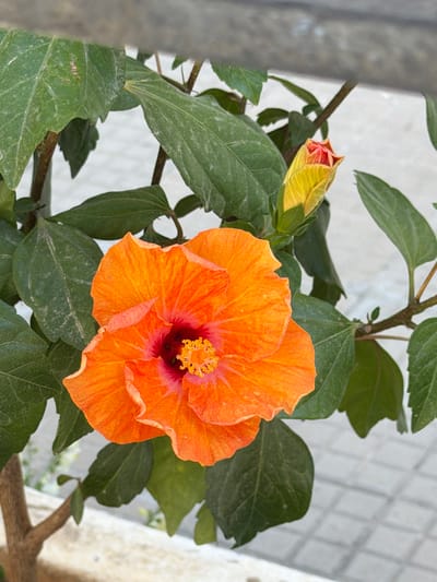 A close-up shot showcases a vibrant orange hibiscus flower in full bloom, its petals unfurling with delicate ruffles. The center of the flower reveals a deep red hue, transitioning to a bright yellow stamen adorned with tiny pollen grains. To the right of the bloom, a bud of the same flower is captured, its outer layers a pale yellow, hinting at the red within. The flower and its bud are surrounded by lush green leaves, some showing a faint dusting of what appears to be sediment. The background is a muted gray-toned surface, possibly pavement, with a subtle grid pattern visible, suggesting an outdoor urban setting. A dark, horizontal object, potentially a railing or ledge, partially obstructs the top of the frame. The overall impression is that of a well-maintained garden or potted plant in a public space, possibly in the city of Pietà, Malta, given the distinctive tessellated paving often found in Mediterranean locales. There are no people or animals present in the image.