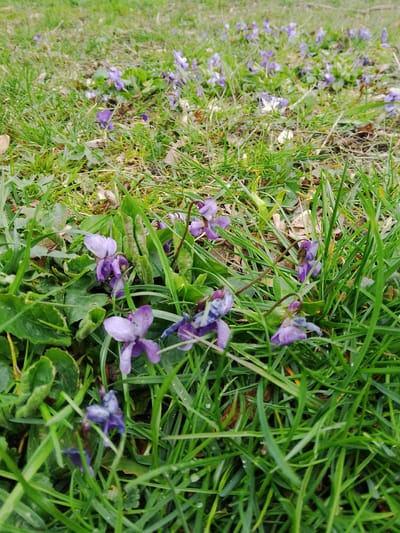 The image depicts a patch of grass interspersed with numerous purple wildflowers, likely violets. The grass is green and appears to be growing naturally. The background shows a continuation of the grassy area with more of the same wildflowers scattered throughout. The location is in Langenpreising, Germany. There are no people or animals visible in the image. The scene appears to be a natural setting, such as a lawn or a field.