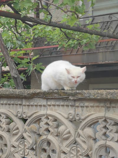 A white cat sits on top of an ornate concrete fence, its tongue slightly visible. Behind the fence are branches with green leaves, parts of a building, and a wrought iron railing. The location is in Slatina, Bulgaria.