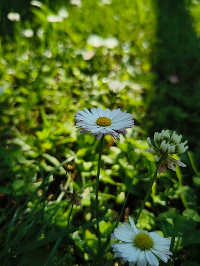 This image captures a close-up view of several white daisies and a clover flower in a sunlit garden. The foreground is dominated by lush green grass, with some of the blades and other foliage in sharp focus, while the background is softly blurred, creating a bokeh effect with highlights of green and white. One daisy in the center is in sharp focus, showcasing its white petals with a hint of pink near the tips, and a bright yellow center. To the right of this daisy, a white clover flower, also slightly out of focus, is visible. Another daisy, mostly in focus, is positioned in the lower right corner of the frame. The overall impression is a serene and natural setting, typical of a park or garden. This scene is located in the city of Tukums, Latvia.