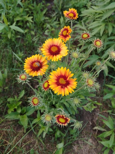 The image shows a cluster of bright orange and yellow flowers with deep red centers, likely Blanket Flowers, in an outdoor setting. A bee is visible on one of the flowers, engaged in collecting pollen. The flowers are surrounded by green foliage and dry grass, suggesting a natural or garden environment. The ground appears to be soil with some fallen leaves. The image is taken from a slightly elevated perspective, looking down at the flowers. The lighting suggests it is daytime, likely with soft, diffused sunlight. The location is specified as Zhernov Rural District, Kazakhstan.