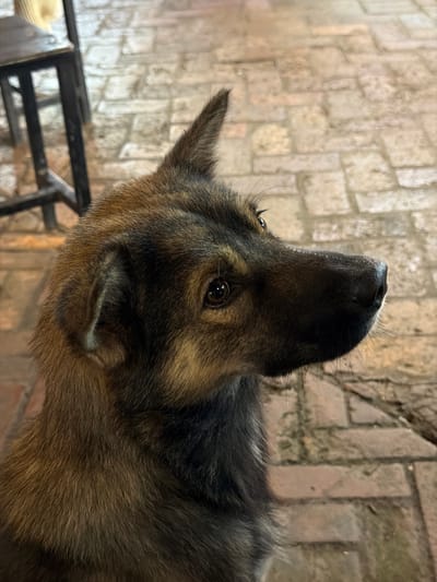 A medium shot shows a brown dog looking to the right with its head angled upward. The dog has dark fur on its muzzle, and lighter brown fur on its body and head. Its ears are pointed upwards, and one ear is slightly bent. The background is a cobblestone path with a blurred wooden chair to the left of the image. The lighting appears to be natural, with some artificial light sources in the background creating a warm glow on the cobblestones. The setting suggests an outdoor cafe or public space in Luang Prabang, Laos.