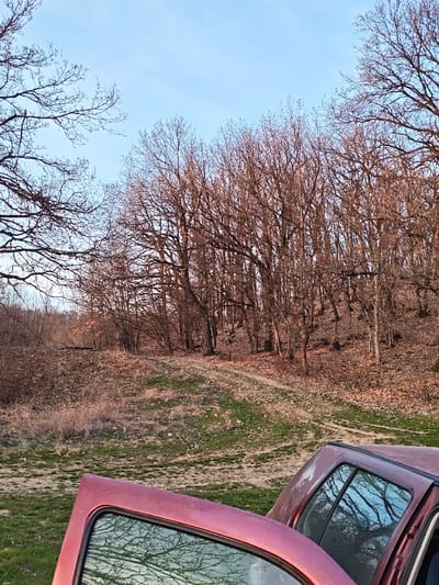 The scene depicts a wooded area, likely in late autumn or early spring, within the city of Opaka, Bulgaria. The sky is light blue with minimal cloud cover, visible above a dense line of mostly bare deciduous trees that dominate the background and extend along a sloping hillside. The ground in the foreground consists of green grass and dry brown vegetation. A dirt path, approximately 1-2 meters wide, traverses the foreground and ascends into the wooded area, disappearing beyond a small rise. To the lower right and bottom left, parts of a maroon or dark red vehicle are visible. The driver's side door is open, with its window reflecting the bare tree branches and the blue sky. A portion of the passenger side door and window is also visible, showing similar reflections. No individuals or specific actions are discernible within the frame.