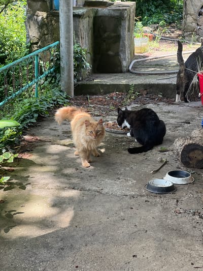 The image depicts an outdoor scene, potentially a backyard or patio, in Sokolovo, Bulgaria, featuring three cats. An orange tabby cat stands in the foreground, looking directly at the camera. A black and white cat is positioned slightly behind and to the left, appearing to eat from a dish. A third cat, with gray fur, is partially visible in the background near a set of stairs. The scene is concrete with some foliage and garden features like a wrought-iron fence and stone structures. There are also some metal bowls and a tree stump present.