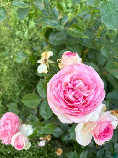 An overhead, close-up shot showcases a cluster of pink and white roses in full bloom, nestled among lush green foliage. The roses exhibit a range of petal formations, from tightly furled buds to fully opened blossoms, with delicate gradients of pink and white. Some of the roses appear to be wilting or past their prime, with dried petals visible. The background transitions from the vibrant green of the rose bushes to a softer, out-of-focus green, possibly representing grass or a garden floor. There are no people or animals present in the image. The scene is consistent with a garden or park environment in Lyady, Russia, a location known for its natural beauty and floral displays.