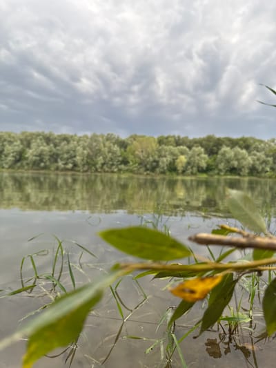The image shows a reflection in water of trees and sky. In the foreground, there are blades of grass and leaves, with one yellow leaf being particularly noticeable. The water appears calm, creating a clear reflection of the trees on the opposite bank and the cloudy sky above. The overall scene suggests an outdoor natural setting, possibly a lakeside or riverbank. The lighting suggests it could be daytime, likely morning or late afternoon given the soft light. The image is vertically oriented. There is no visible text.