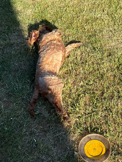 The image shows a brown dog lying on its back on a grassy lawn. The dog is positioned on the left side of the image, with its legs spread out in a relaxed posture. The dog's tail is curled up towards the left, and its head is tilted slightly to the right. There is a yellow flying disc to the right of the dog, with its shadow visible next to it. The location is a residential area in Crail, United Kingdom, at coordinates 56.259, -2.625. The grass is green and lush, and the scene is bathed in sunlight. There are no other people or objects visible in the image. The dog appears to be enjoying itself and possibly having a break after playing fetch.