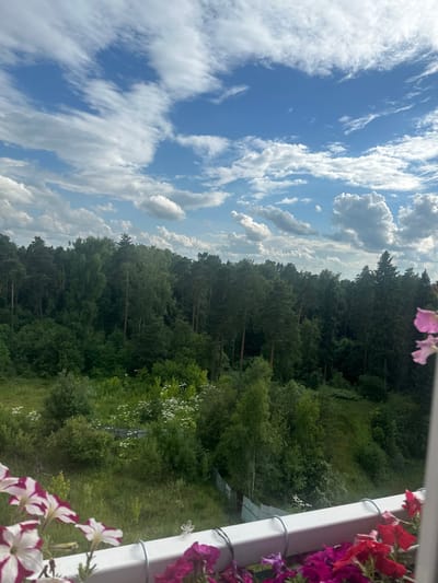 The image displays a panoramic view of a dense forest under a sky filled with scattered white clouds against a vibrant blue backdrop. In the foreground, a white railing is visible, adorned with a profusion of blooming petunias in shades of pink, white, and deep magenta. The lush green forest dominates the midground, characterized by a variety of trees, including tall pines and deciduous trees. A gently sloping, overgrown field with scattered white wildflowers extends from the forest's edge towards the foreground, with a section of white picket fence visible in the lower left quadrant. The overall scene is one of natural beauty and tranquility. The location is Snt Del'fin, Russia.