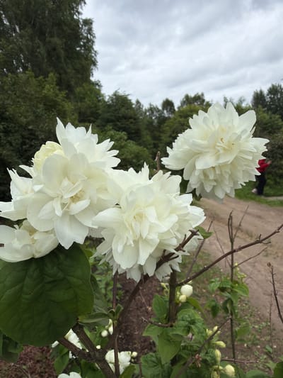 A vertical shot captures a cluster of white, multi-petaled flowers, possibly jasmine, against a backdrop of lush green trees and a cloudy sky. The flowers are in various stages of bloom, with some fully open and others still in bud. The lighting suggests it might be a cloudy day, as the sky is overcast. The scene is set outdoors, likely in a garden or natural setting. A dirt path is visible in the background, and a person in a red shirt and dark pants is walking away from the camera on this path. The overall impression is one of natural beauty and a quiet, outdoor moment. The location is given as Nord SNT, Russia. There is no visible text in the image.