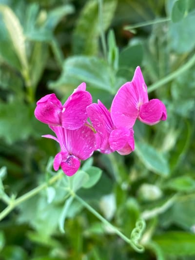 This is a close-up, eye-level, medium shot of a cluster of vibrant pink sweet pea flowers. The flowers are in focus, showcasing their delicate petals with small white speckles and hints of darker purple. Two prominent flowers are in the foreground, with more buds and blooms slightly out of focus behind them. The background consists of soft, out-of-focus green foliage and plant tendrils, suggesting a garden setting. A coiled tendril is visible on the right side of the frame. The lighting appears natural, possibly indicating daytime, and the overall mood is peaceful and natural. There is no visible text in the image. The location context is Staromyshastovskaya, Russia.