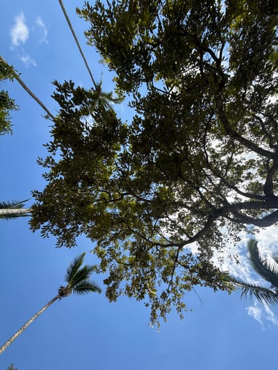 The image presents a low-angle view looking up into a mix of broadleaf and palm trees against a blue sky with scattered clouds. The predominant tree in the frame is a large broadleaf tree with dense foliage, its branches spreading widely across the upper portion of the image. Interspersed among the broadleaf tree are several tall, slender palm trees. The environment appears to be a tropical or subtropical location with clear skies and ample sunlight. The location provided indicates this image was taken in Carangsari, Indonesia.