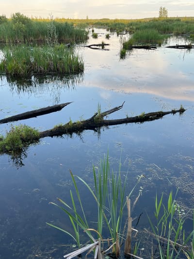 The image depicts a tranquil marshland scene in the city of Nagorny, Russia. The foreground is dominated by dark, still water reflecting the sky and surrounding vegetation. Several fallen logs, partially submerged and covered in moss and small green plants, lie across the water's surface. Tall reeds and grasses grow in clumps in the water and along the banks in the midground and background. The distant horizon is lined with more dense vegetation and a few scattered trees, under a pale, cloud-dappled sky. The overall atmosphere is serene and natural.