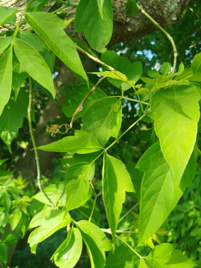 The image shows a close-up of green leaves on a tree or vine. The leaves are compound, with several leaflets radiating from a single point. Some leaflets are partially obscured by others. There are also some slender, light-brown stems visible among the leaves. The background is blurry and shows a hint of blue sky through the foliage. The location provided is Мамонтово, Russia, but the image itself gives no information to confirm this location.