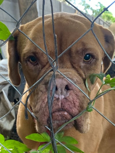 A brown dog with a wrinkled face peeks through a chain-link fence entangled with green leafy vines. The dog's dark eyes are visible through the wire mesh. The fence obscures part of the dog's face, focusing attention on its inquisitive expression. The outdoor setting suggests a backyard or enclosure, adding a natural element to the composition.