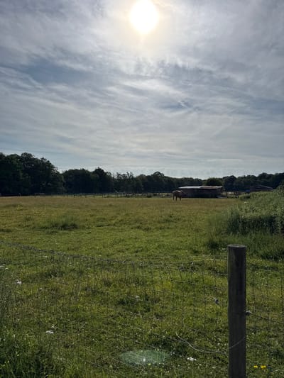 The image depicts a sunlit, rural scene in Penn, United Kingdom, featuring a horse grazing in a field. The foreground shows a wire fence with a wooden post. Beyond the fence lies a lush green meadow dotted with wildflowers. In the mid-ground, a light brown horse is visible near a wooden structure, possibly a stable or shelter. The background consists of a dense line of trees. The sky above is partly cloudy with a bright sun visible near the top center.