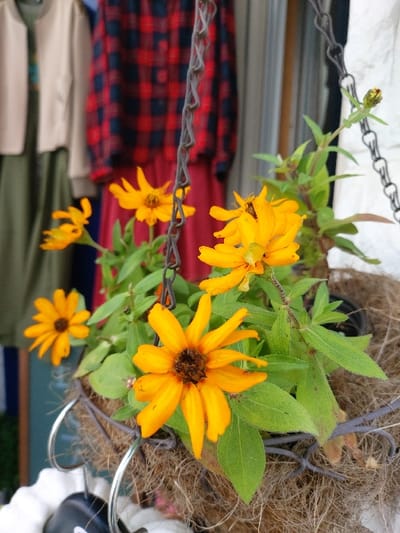 This image presents a close-up, eye-level view of a hanging basket displaying multiple orange-petaled flowers with dark brown centers, consistent with *Bidens ferulifolia*. The flowers are accompanied by green leaves and one unopened bud. The planter is a coir-lined wire basket suspended by dark metal chains, positioned in the lower right and center of the frame. The background is out of focus, revealing a retail environment. Visible clothing items include a light beige cardigan over a dark green dress or tunic on the left, and a red and black plaid long-sleeved shirt or dress on the right, all hanging as if on display. The scene is located in a retail setting within Ganghwa-gun, South Korea. No individuals or active interactions are depicted.
