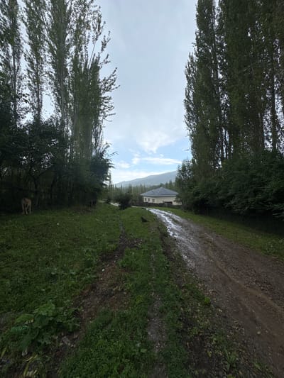The image depicts a rural scene in Kashka-Suu, Kyrgyzstan. The foreground is dominated by a muddy, unpaved road that appears wet, suggesting recent rain. To the left of the road, a grassy area is visible with various types of foliage, including trees and shrubs. In the mid-ground, a light-colored house with a dark roof is situated amongst trees. Two animals, possibly cows or calves, are present in the grassy area on the left, one standing near a fence and the other further in the background. The background features a landscape of rolling hills and mountains under a cloudy sky. Tall, slender trees line the right side of the road, creating a natural boundary. The overall atmosphere is serene and somewhat overcast.