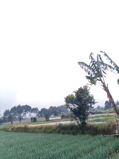 A landscape view shows a field of green crops in the foreground. Behind the crops, a mix of trees and vegetation lines the horizon. In the distance, there are structures, possibly houses or small buildings. A leaning palm tree stands prominently on the right side of the image, with a leafy tree nearby. The sky is overcast and white, suggesting a cloudy or foggy day.