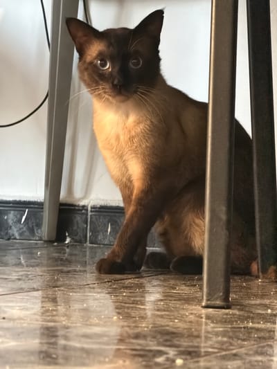 A Siamese cat with dark brown points and light blue eyes is sitting on a shiny, tiled floor, partially hidden behind dark metal chair legs. The cat is looking directly at the camera with a curious expression. The floor reflects the light and the surrounding objects. The background consists of a white wall with black baseboards and the legs of a light-colored metal table or chair. The scene appears to be indoors, likely in a residential setting. There are no people present in the image, and the cat is the sole subject. The location in Hostalric, Spain, is not evident from the visual information in the image.