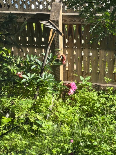 In Kopyovo, Russia, a wooden fence with ornate, teardrop-shaped cutouts stands in a garden setting. The fence is weathered and appears to be a decorative element. To the left of the fence, a dark green coniferous branch extends into the frame, partially obscuring the fence. In front of the fence, a vibrant display of lush green foliage dominates the foreground, with several peony plants showcasing pink blossoms. One particularly striking pink peony is in full bloom to the right, with another bud or fading bloom nearby. A wooden pole, possibly a support for a plant or a garden tool, stands vertically in the center of the image, leaning slightly against the fence. The ground is covered with dense, green undergrowth and tall grasses, suggesting a natural, somewhat unkempt garden environment. The sunlight casts shadows, indicating a bright, sunny day. The scene is peaceful and evokes a rural, bucolic atmosphere typical of a Russian dacha or garden.