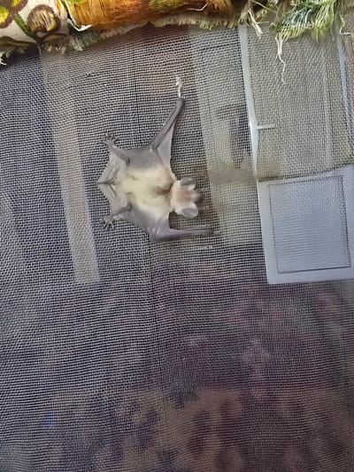An overhead shot shows a small, light gray bat hanging upside down from a white string against a dark, textured background that appears to be a fine mesh screen. The bat's wings are partially spread, revealing a lighter colored underside. The bat's head is pointed upwards, and its feet are gripping the string. The background has a slightly mottled appearance, with some areas appearing darker and others lighter. There are also some faint, colorful patterns visible at the top of the image, possibly fabric or foliage. The scene appears to be indoors, possibly in a habitat or enclosure, given the mesh screen. There are no people or any other animals visible in the image. The location of Yangi Nishan, Uzbekistan is not discernible from the provided image.
