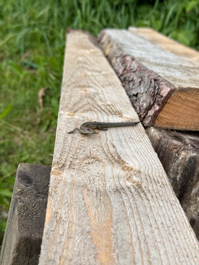 A small, dark-colored lizard clings to a rough-hewn wooden plank. The plank, with visible wood grain and knots, is positioned diagonally across the frame. Behind it, other wooden planks are stacked, some with bark still attached, creating a rustic, layered effect. The background is a blur of green grass, suggesting an outdoor setting. The lighting indicates it is daytime, likely sunny, given the sharp details and contrast on the wood. No people are visible. The scene is set in a natural environment, possibly a yard or garden, given the grass and the stacked lumber. The lizard's grip on the plank is the main focus of activity. There is no visible text in the image.