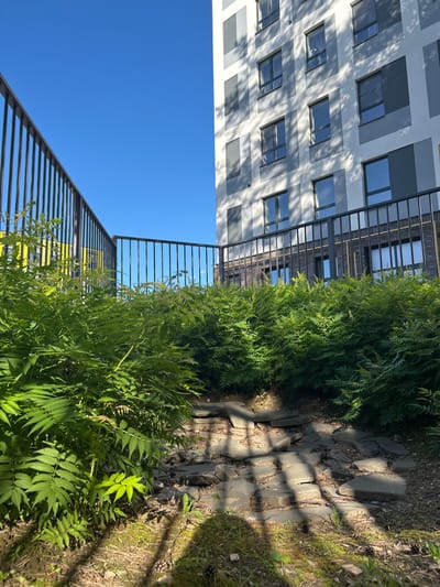 The image shows an outdoor scene with a modern apartment building and lush greenery in the foreground. The building has a geometric facade with alternating shades of gray and white, and multiple windows. A black metal fence runs along the front of the building and extends to the left. In the foreground, there is a dense thicket of ferns and other plants. A pathway made of uneven stones is visible amidst the foliage, leading upwards. The sky is a clear, bright blue. The lighting suggests it is a sunny day. There are no people or animals visible in the image. The scene appears to be an urban residential area, possibly a courtyard or garden space within a housing complex. The specific location in Kaluga, Russia, cannot be determined from the image alone.