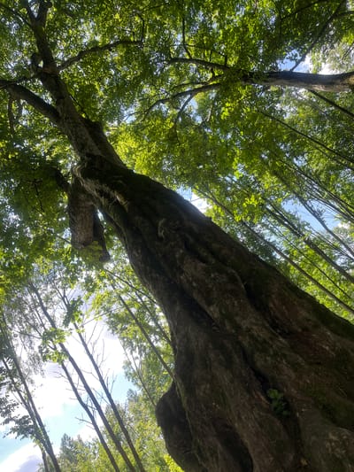 The image shows a view looking up into the canopy of a forest in Zhaludok, Belarus. The primary subject is a large, old tree trunk, thick and covered in moss, which takes up a significant portion of the foreground and extends diagonally upwards. Its bark is deeply grooved and textured. Sunlight filters through the dense green foliage of the tree and surrounding trees, creating dappled light and highlights. The sky is visible in patches through the leaves, appearing bright blue with some clouds. The surrounding environment consists of other trees, their trunks appearing slender and vertical in comparison to the main tree, forming a dense woodland. There are no people or animals visible in the image. The overall impression is one of a natural, lush forest setting.