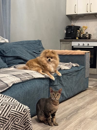 A small, fluffy, light brown Pomeranian dog is resting on the right side of a dark teal sofa. A grey and white plaid blanket is draped over the sofa. In front of the sofa, on the wooden floor, a short-haired tabby cat with prominent ears is sitting and looking at the camera. The background shows a kitchen area with white cabinets, a coffee machine, and a stovetop oven. The image appears to be taken indoors in a residential setting, possibly in Natukhayevskaya, Russia, given the requested context.