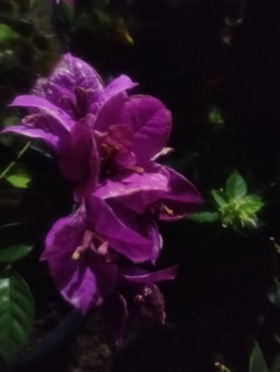 The image shows a close-up, low-light photograph of purple bougainvillea flowers. The flowers are in focus in the foreground, with their vibrant petals contrasting against a dark, out-of-focus background. Some green leaves are visible on the left side of the image, and a small cluster of green buds is present on the right. The overall scene is dark, suggesting it was taken at night or in a dimly lit environment. There is no indication of any specific location within the city of Cotseurani, Indonesia, or any people, actions, or interactions.