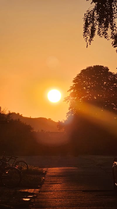 This is a vertical, medium shot photograph taken during sunrise in Roßleben, Germany. The sun, a bright white disc, is positioned in the upper center of the frame, casting warm orange and yellow light across the sky and landscape. The foreground features a wooden pathway with a wet, reflective surface, suggesting recent rain. To the left, two bicycles are parked, their dark silhouettes contrasting with the light. Beyond the pathway, a low bush is visible. In the mid-ground, rolling hills are silhouetted against the brightly lit sky, with some trees and vegetation scattered across them. To the right of the sun, a large tree with dense foliage dominates the frame, with sunbeams filtering through its leaves, creating a dramatic visual effect. The upper right corner of the image shows dangling tree branches, adding to the natural setting. The overall atmosphere is serene and warm, typical of an early morning in a rural or semi-rural area.